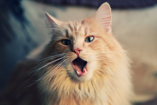 九游app下载中心-体育新闻中心协办体育赛事智能数据分析论坛，体育新闻赛况