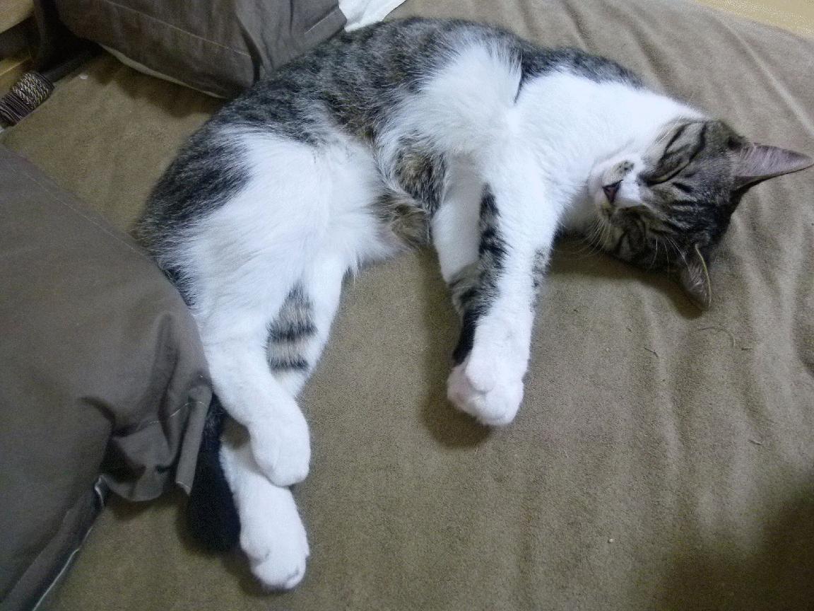 九游正版入口-天府新区轻艇马拉松闭幕，精彩不断，成都天府新区马拉松