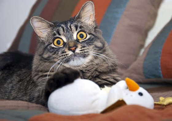 -球员节奏控制训练是否应纳入常规战术系统，节奏训练是什么意思