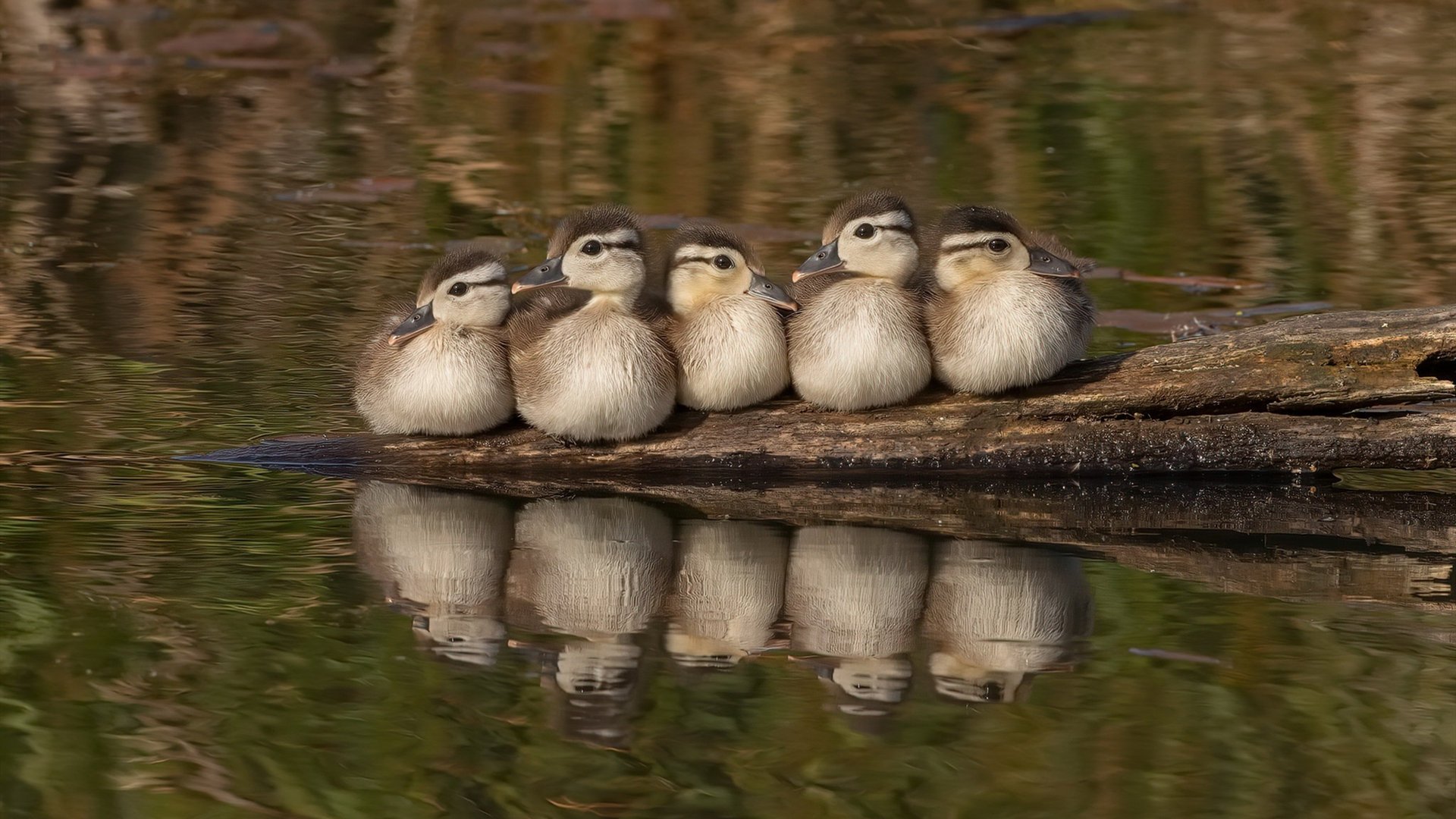 九游游戏中心-美国队赛制解读：赛制调整对美国队表现的影响，美国队比赛日程