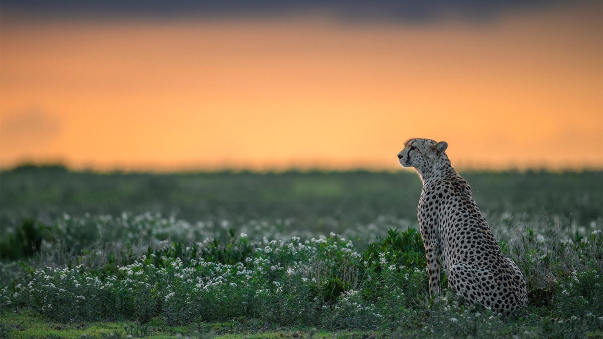 九游APP官网-职业球员退役后从业路径不明确，职业篮球运动员退役干嘛
