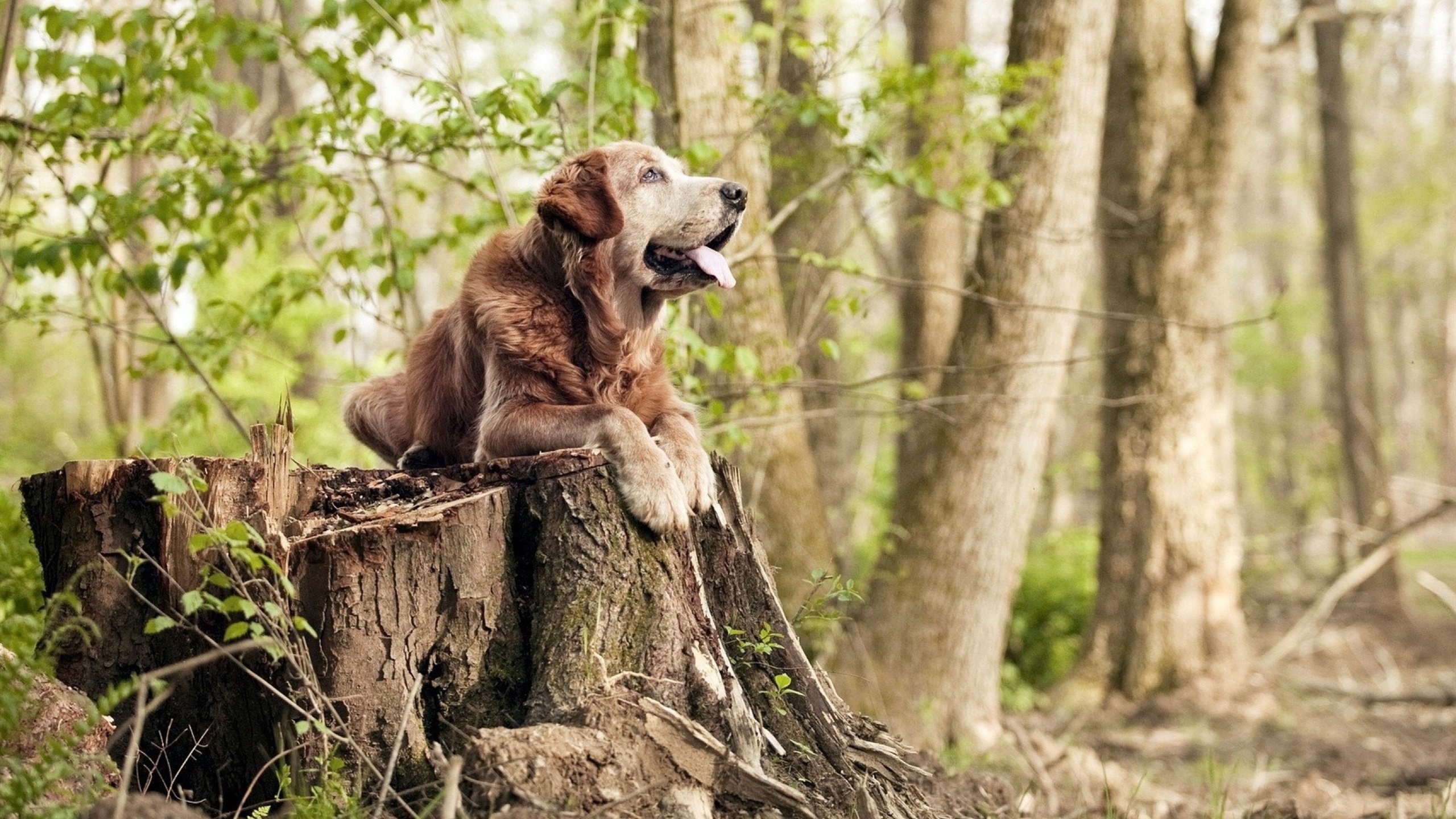 九游娱乐(jiuyou)官网-世界杯历史最佳教练名单盘点，历届世界杯最佳新人