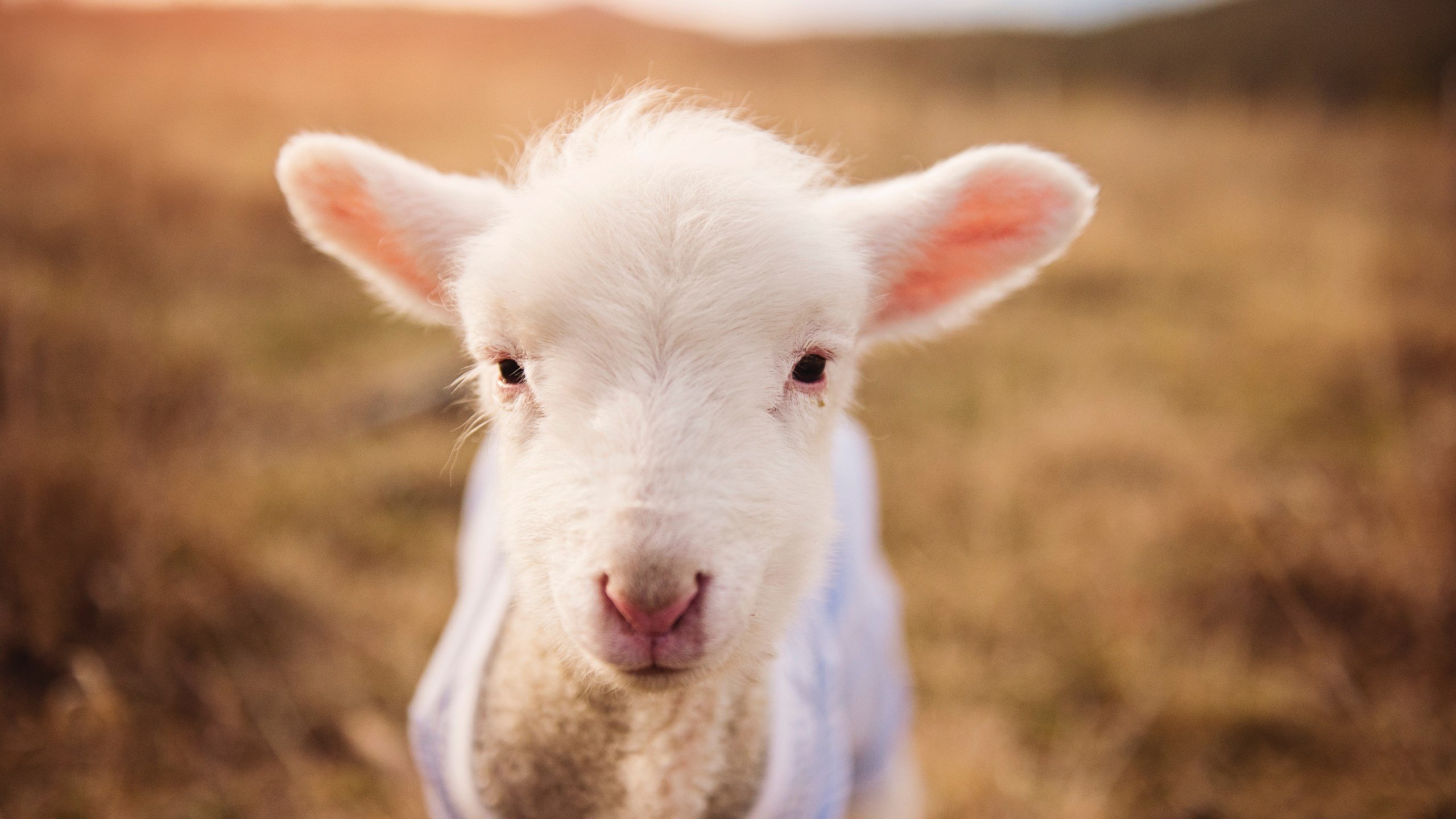 九游网页版入口-东契奇连场得分破纪录展现持续爆发力，东契奇精彩比赛