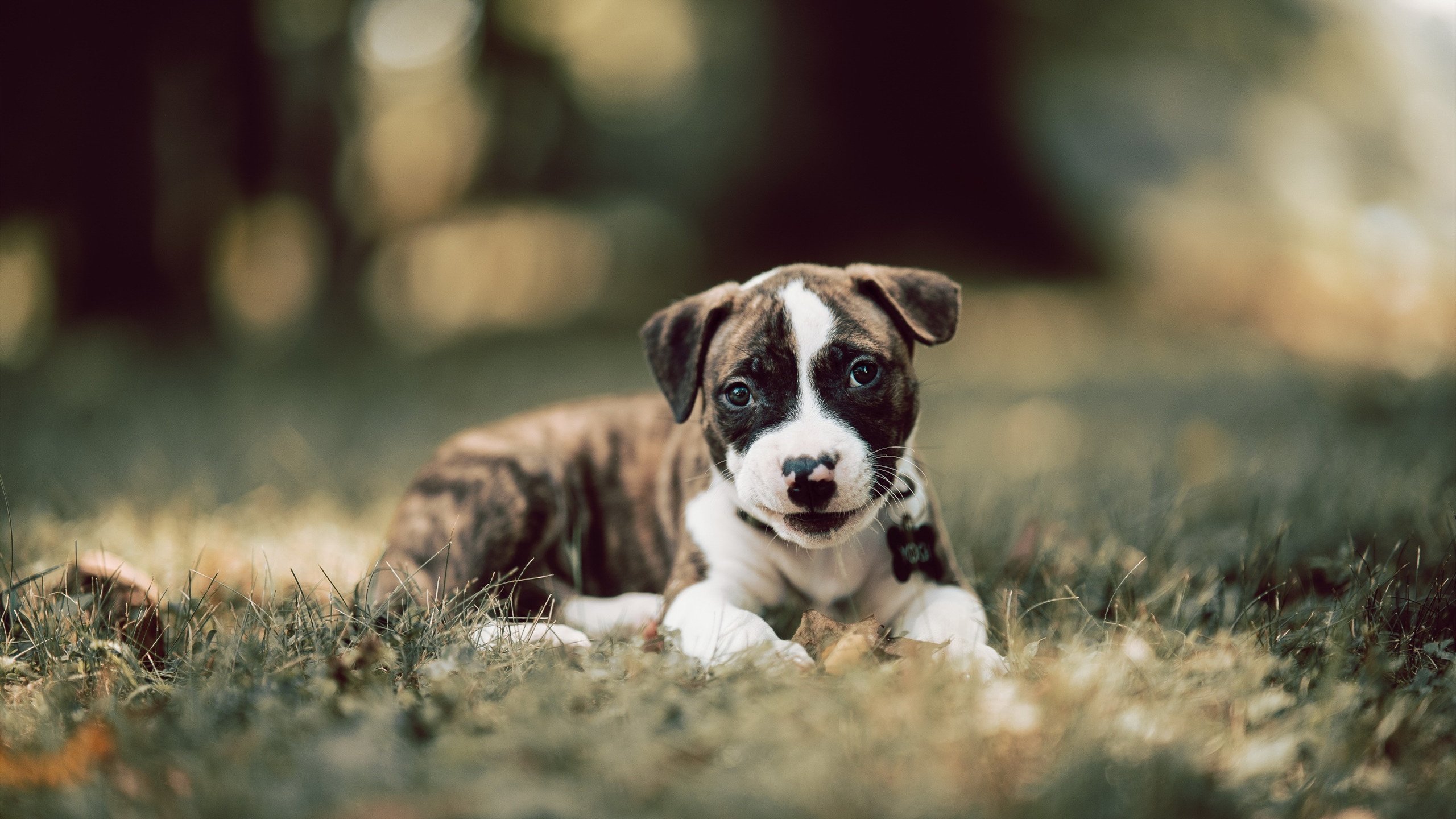 -中国足球职业俱乐部赞助商多元化合作拓展，中国赞助的足球俱乐部