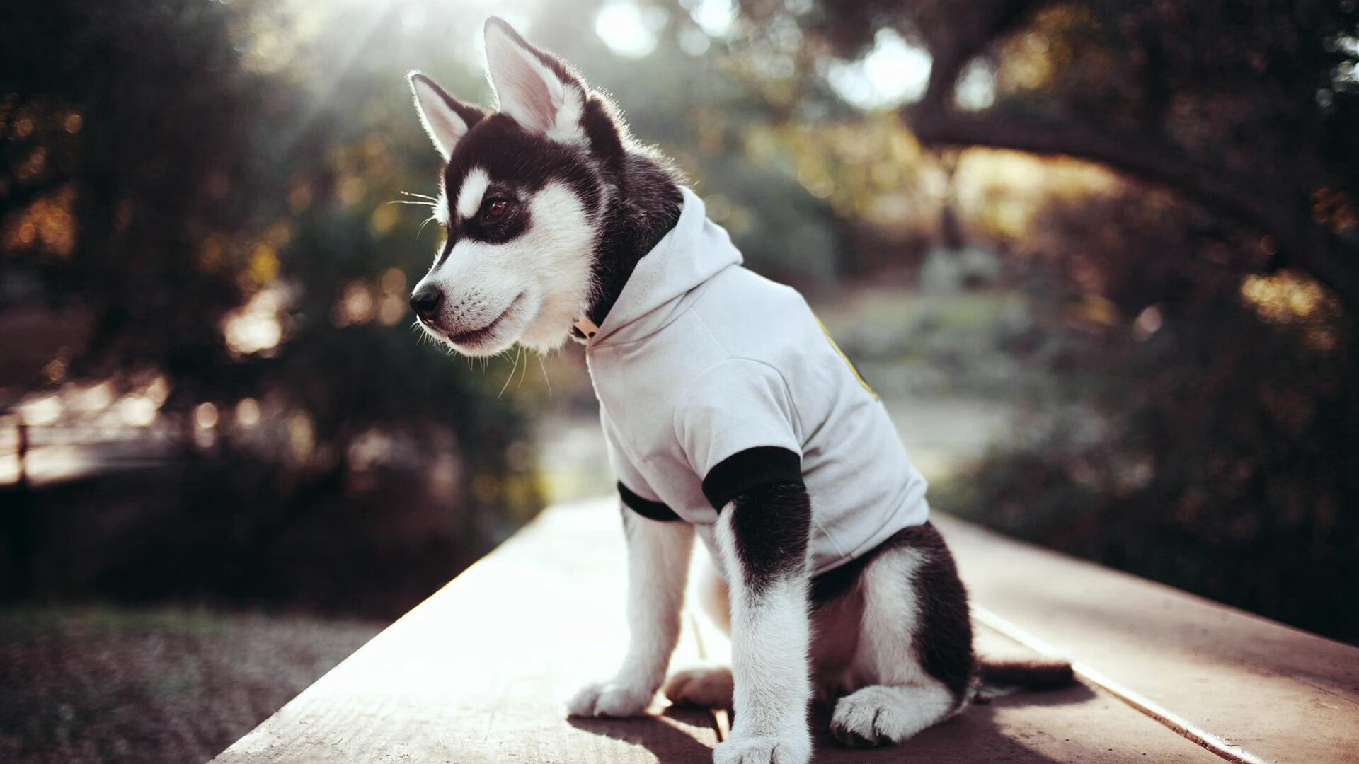 九游官网主页-乌拉圭女篮在南美锦标赛中勇夺冠军，彰显强劲实力，乌拉圭蓝球