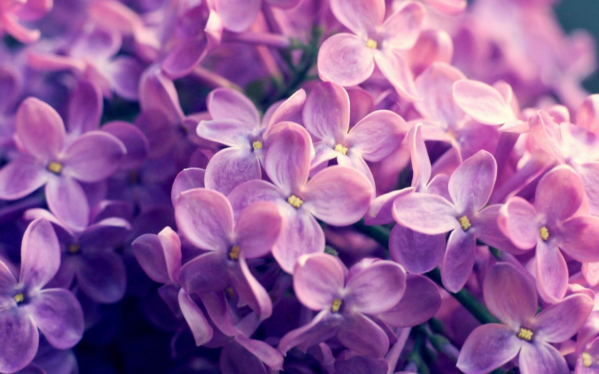 九游jiuyou-步行者继续培养新秀未来可期，步行者未来选秀权