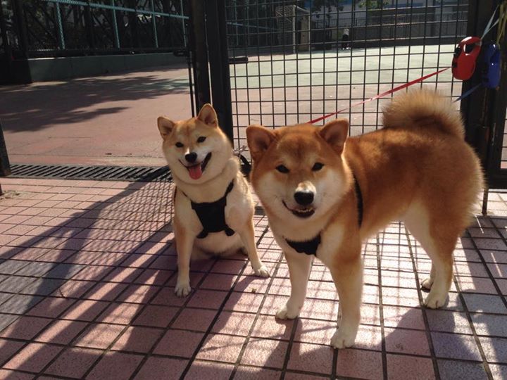 九游9游-中国篮球如何扩大篮球文化影响力,中国篮球需要怎样去发展